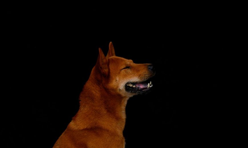 ‘Let’s All Get Rich’—Teen TikTok Traders Want To Send ‘Joke’ Bitcoin Rival Dogecoin To The Moon