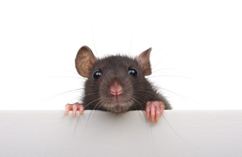 Triple-Threat Cryptocurrency RAT Mines, Steals and Harvests